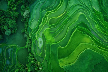 Vitrage gordijnen Groen green natural landscape, aerial grass field view, summer background