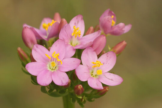 Closeup on hte soft pink flowering Common or European centaury wildflower, Centaurium erythraea