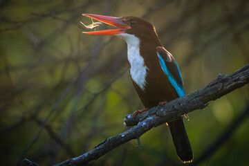 White throated kingfisher on a branch eating fish at Bharatpur Keuladeo Bird Sanctuary