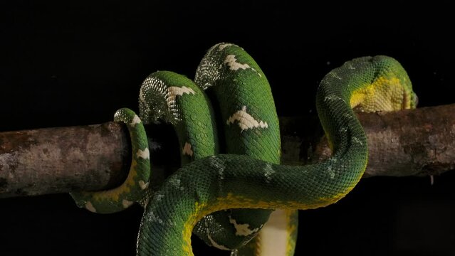emerald tree boa on branch getting splashed rain droplets from foliage above slomo night rain 120fps