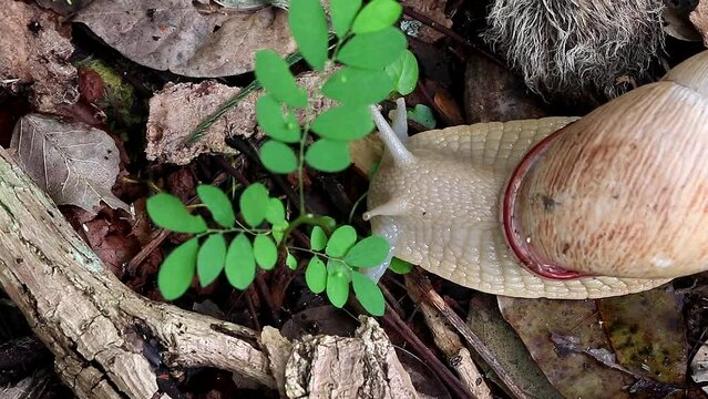 Brazilian White Snail / 
This big snail is very rare in brazilian forest.