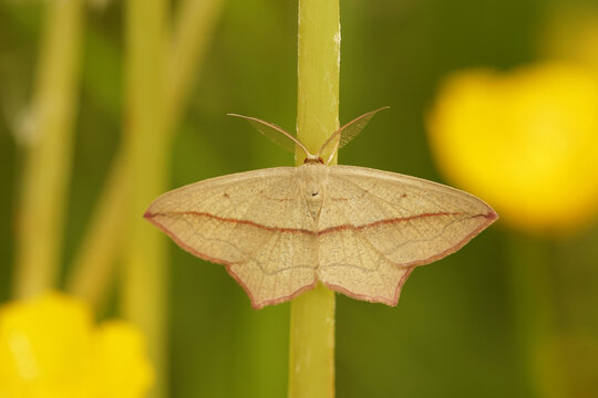 Natural closeup on a Blood-vein geometer moth, Timandra comae with spread wings in the vegetation