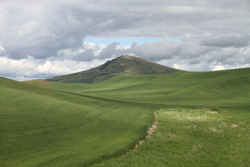 Fototapeta premium Photograph of Steptoe Butte Washington, near Colfax, in the spring with a foreground of lush green fields