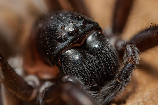 Portrait Kellerspinne / Finsterspinne (Amaurobius ferox)