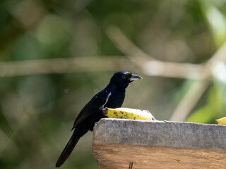 White-lined Tanager, Tachyphonus rufus, sits on a feeder and searches for food. Colombia.