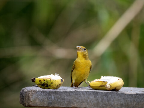 Summer tanager, Piranga rubra, sits on a feeder and searches for food. Santa Marta, Colombia.