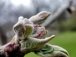 apple flowers buds on twig closeup. Apple blossom buds in spring - 750053340