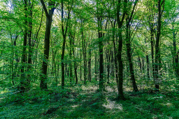 View of a forest with fresh greenery.