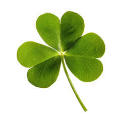 Four-leaf Clover Close-up with Vivid Green Leaves Isolated on White, Concept of Luck and St. Patrick's Day