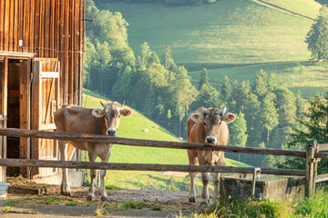 Portrait of a beautiful 2 calfs standing next to a wooden bard. Beautiful young calf in Appenzell...