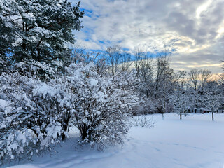 Panorama of a snow-covered park with snowy trees in cloudy day in the Mezaparks district, Riga