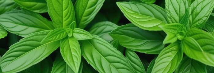 Close up of bunch of green leaves. Leaves are fresh and vibrant, and they are arranged in way that makes them look like they are growing together.Concept of growth and vitality background. Copy space.