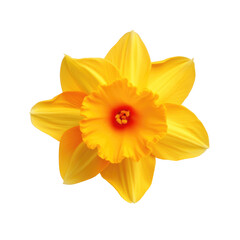 Vibrant yellow daffodil in full bloom, showcasing its bright petals and trumpet-like corona, Concept of spring, renewal, and natural splendor