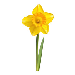 Vibrant yellow daffodil in full bloom, showcasing its bright petals and trumpet-like corona, Concept of spring, renewal, and natural splendor