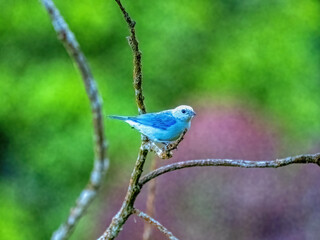 Blue-gray Tanager, Tangara episcopus, sits on a twig and observes its surroundings. Colombia