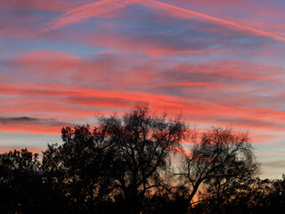 sunset in the forest