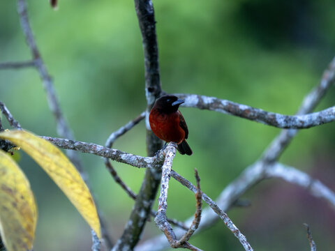 Crimson-backed Tanager, Ramphocelus dimidiatus sits on a větvičce and searches for food. Columbia.
