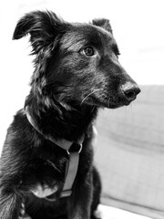 border collie dog