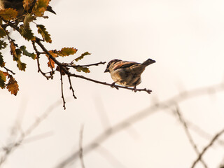red backed shrike on branch