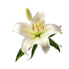 Lifelike white lily with delicate petals and vibrant yellow stamens, accompanied by green leaves, Concept of purity, sympathy, and floral beauty