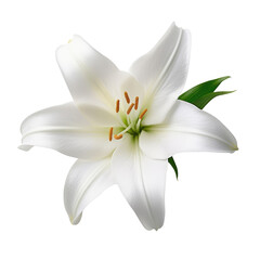 Elegant white lily with a pristine bloom and contrasting yellow anthers, accompanied by a single green leaf, Concept of peace, mourning, and delicate beauty