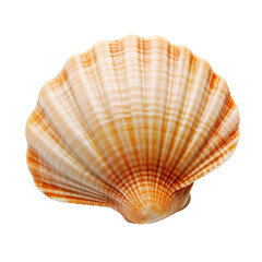 Fototapeta premium Orange and White Striped Seashell PNG, Transparent Image without background, Concept of marine life and beachcombing treasures