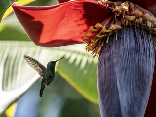 Short-tailed Emerald, Chlorostilbon porttmani, in flight sucking nectar from a flowering baboon tree. Colombia