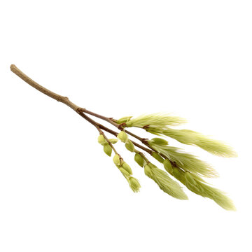 Pussy Willow Branches PNG, Transparent Image without background, Concept of spring and natural Easter decorations
