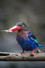 The Javan kingfisher is perched enjoying solitude while observing the surrounding environment to hunt and look for prey to eat