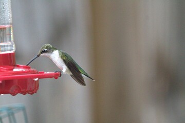 hummingbird feeding on feeder