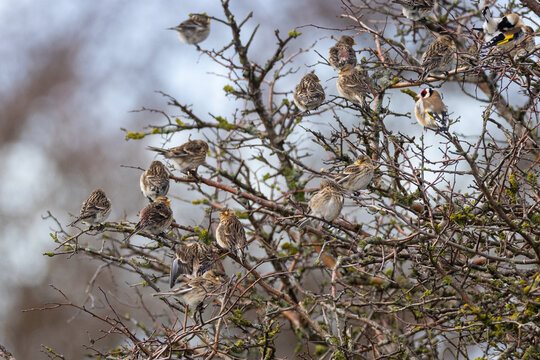 Twites and goldfinches in a bush