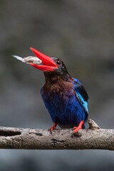 The Javan kingfisher is perched enjoying solitude while observing the surrounding environment to hunt and look for prey to eat