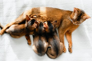 Mom adult cat feeds small little newborn kittens with milk. Wild-colored kittens of Abyssinian cat breed eating on home white bed blanket. Funny fur fluffy family. Cute pretty brown red pet pussycat