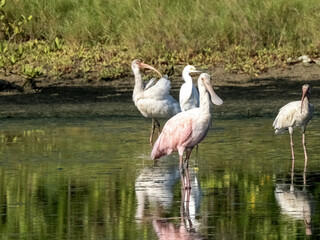 A group of different wading birds on a lagoon near Cartagena, Colombia