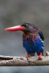 The Javan kingfisher is perched enjoying solitude while observing the surrounding environment to hunt and look for prey to eat