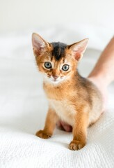 Small little newborn kitty, wild-colored kitten of Abyssinian cat breed on soft white blanket playing in bed. Funny fur fluffy kitty at home. Cute pretty brown red pet pussycat, gray eyes