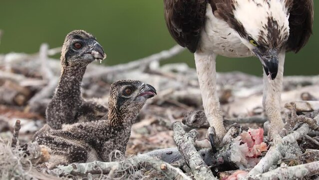 Osprey feeding her babies in a nest on a rainy day