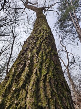 Perspective of pine tree with grove bark covered with moss