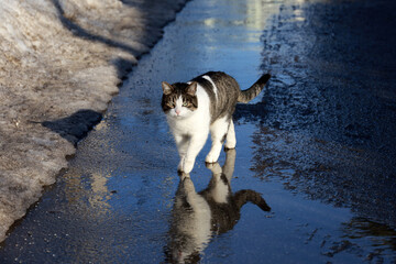 Cat walking on a street with puddles with his reflection in water. Early spring weather, wet asphalt with melting snow