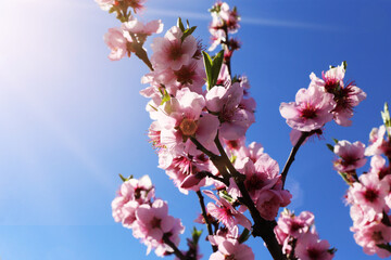 Nahaufnahme von blühenden Mandelblüten, Kirschblüten (Prunus dulcis)