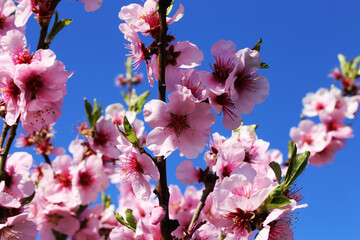 Nahaufnahme von blühenden Mandelblüten, Kirschblüten (Prunus dulcis)