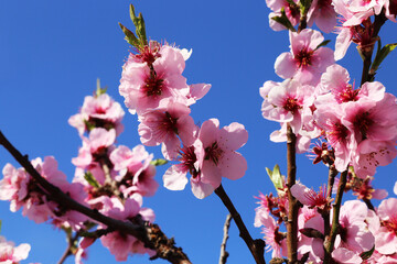 Nahaufnahme von blühenden Mandelblüten, Kirschblüten (Prunus dulcis)