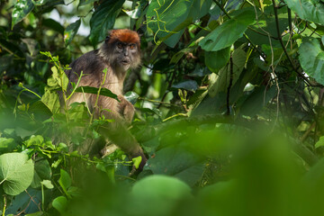 The Ugandan red colobus (Piliocolobus tephrosceles) or ashy red colobus is an endangered species of red colobus monkey