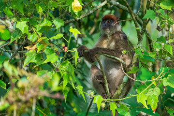 The Ugandan red colobus (Piliocolobus tephrosceles) or ashy red colobus is an endangered species of red colobus monkey