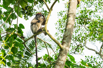The Ugandan red colobus (Piliocolobus tephrosceles) or ashy red colobus is an endangered species of red colobus monkey