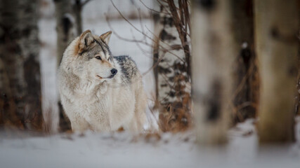 Wolf dog standing in the snow among aspen trees in the winter