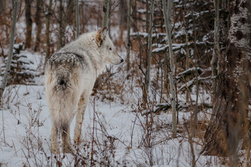 Wolf dog standing in the snow among aspen trees with back facing camera looking right