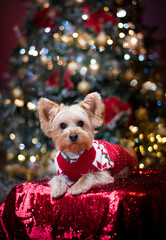 yorkshire terrier on christmas tree