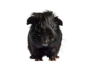 Fototapeta premium guinea pig looks up on a white background