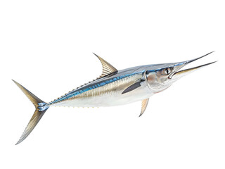 Mounted Blue Marlin isolated against a white background.